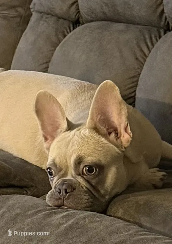 Tailor – French Bulldog puppy for sale in Houston, TX
