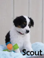 Scout, a male Australian Shepherd and Border Collie for sale in Parowan, UT – Photo 3 of 7