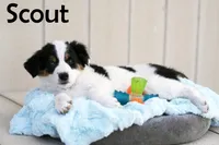 Scout, a male Australian Shepherd and Border Collie for sale in Parowan, UT – Photo 2 of 7