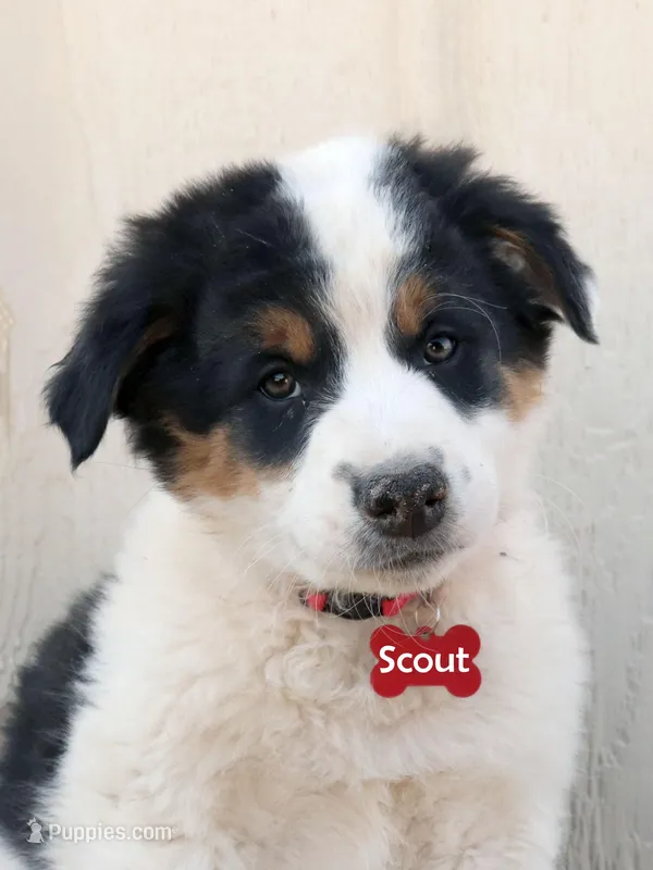 Scout – Australian Shepherd, Border Collie puppy for sale in Parowan, UT