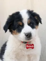 Scout, a male Australian Shepherd and Border Collie for sale in Parowan, UT – Photo 1 of 7