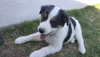 Scout, a male Australian Shepherd and Border Collie for sale in Parowan, UT – Photo 4 of 7