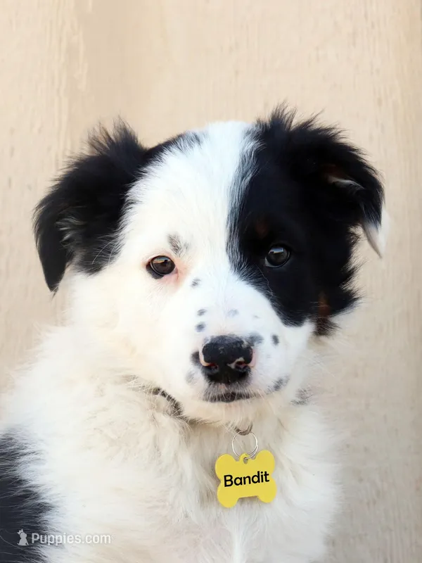 Bandit – Australian Shepherd, Border Collie puppy for sale in Parowan, UT