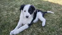 Bandit, a male Australian Shepherd and Border Collie for sale in Parowan, UT – Photo 4 of 7