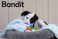 Bandit, a male Australian Shepherd and Border Collie for sale in Parowan, UT – Photo 2 of 7