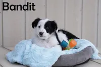 Bandit, a male Australian Shepherd and Border Collie for sale in Parowan, UT – Photo 3 of 7