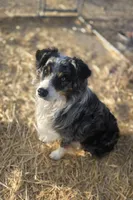 Bandit, a male Australian Shepherd and Border Collie for sale in Parowan, UT – Photo 6 of 7