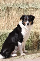 Bandit, a male Australian Shepherd and Border Collie for sale in Parowan, UT – Photo 7 of 7