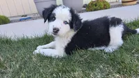 Spot, a male Australian Shepherd and Border Collie for sale in Parowan, UT – Photo 4 of 7