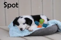 Spot, a male Australian Shepherd and Border Collie for sale in Parowan, UT – Photo 2 of 7