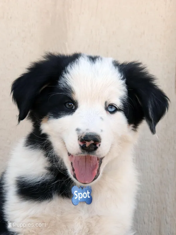 Spot – Australian Shepherd, Border Collie puppy for sale in Parowan, UT
