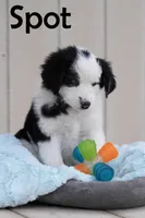 Spot, a male Australian Shepherd and Border Collie for sale in Parowan, UT – Photo 3 of 7