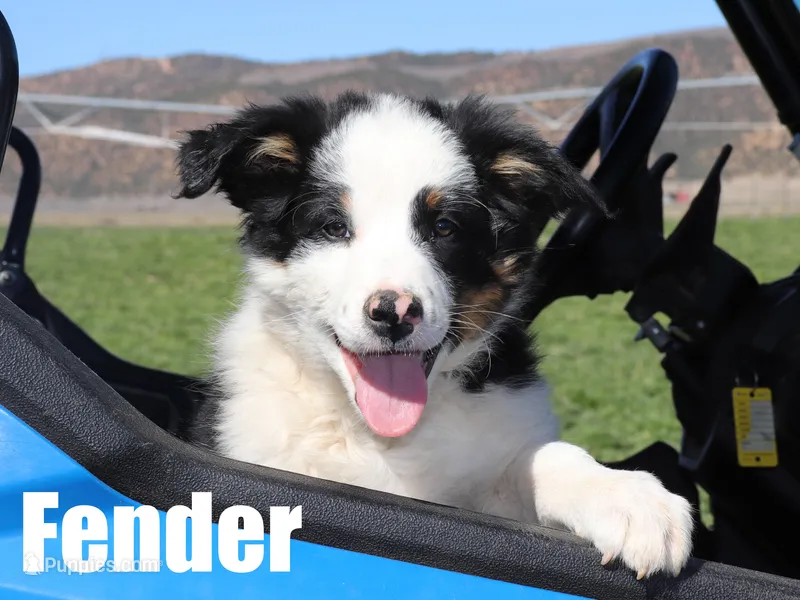 Fender – Australian Shepherd, Border Collie puppy for sale in Parowan, UT