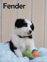 Fender, a male Australian Shepherd and Border Collie for sale in Parowan, UT – Photo 3 of 7