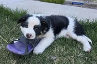 Fender, a male Australian Shepherd and Border Collie for sale in Parowan, UT – Photo 4 of 7