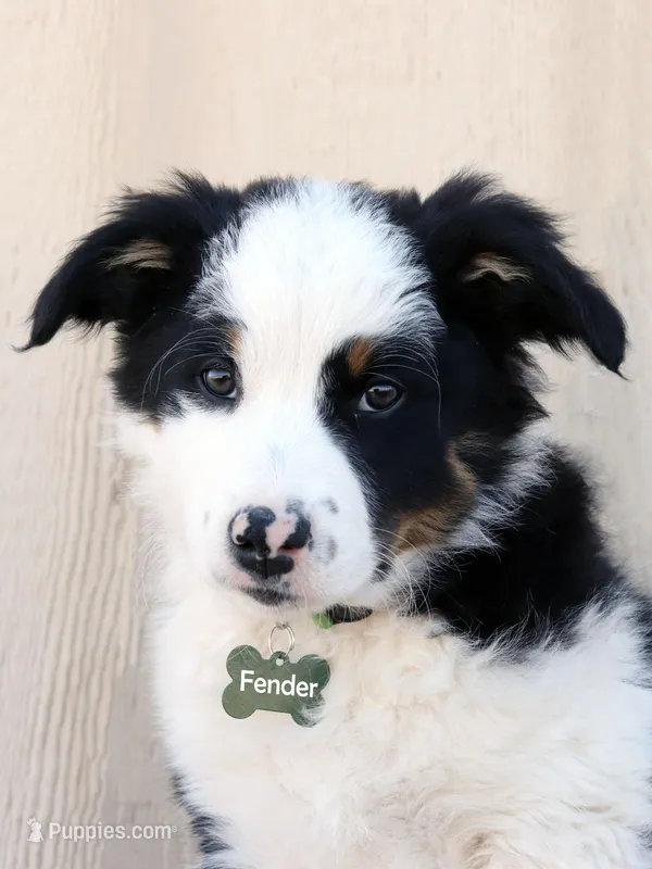 Fender – Australian Shepherd, Border Collie puppy for sale in Parowan, UT