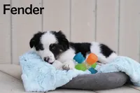 Fender, a male Australian Shepherd and Border Collie for sale in Parowan, UT – Photo 2 of 7