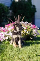 Sable, a male German Shepherd Dog for sale in Glen Burnie, MD – 2 of 8