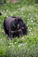 Zeus, a male German Shepherd Dog for sale in Glen Burnie, MD – 3 of 7