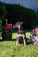 Mario, a male German Shepherd Dog for sale in Glen Burnie, MD – 3 of 6