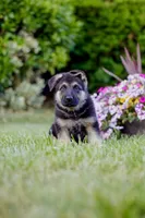 Conan, a male German Shepherd Dog for sale in Glen Burnie, MD – 4 of 7