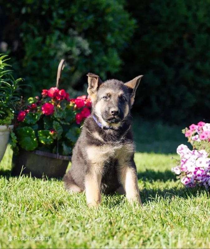 Duke – German Shepherd Dog puppy for sale in Glen Burnie, MD