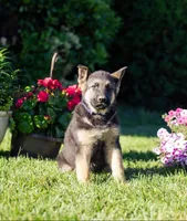 Duke, a male German Shepherd Dog for sale in Glen Burnie, MD – 1 of 7