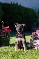 Mario, a male German Shepherd Dog for sale in Glen Burnie, MD – 2 of 6