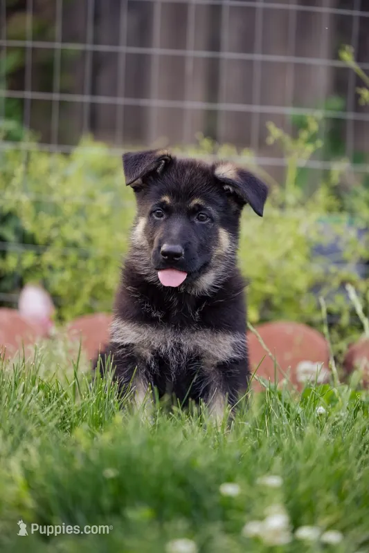 Apollo – German Shepherd Dog puppy for sale in Glen Burnie, MD