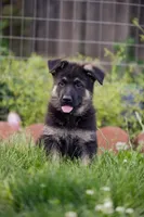 Apollo, a male German Shepherd Dog for sale in Glen Burnie, MD – 1 of 10