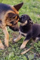Amber, a female German Shepherd Dog for sale in Glen Burnie, MD – 8 of 9