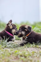 Amber, a female German Shepherd Dog for sale in Glen Burnie, MD – 4 of 9