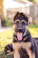 Duke, a male German Shepherd Dog for sale in Glen Burnie, MD – 2 of 7