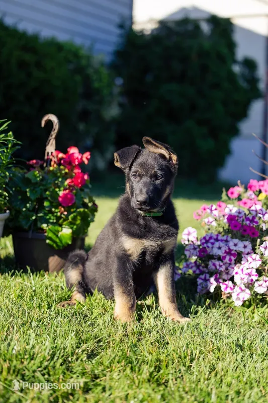Zeus – German Shepherd Dog puppy for sale in Glen Burnie, MD