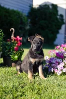 Zeus, a male German Shepherd Dog for sale in Glen Burnie, MD – 1 of 7