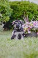 Sarge, a male German Shepherd Dog for sale in Glen Burnie, MD – 8 of 8