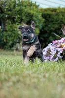Roxy, a male German Shepherd Dog for sale in Glen Burnie, MD – 3 of 8