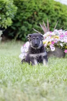 Apollo, a male German Shepherd Dog for sale in Glen Burnie, MD – 8 of 10