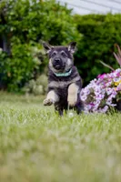 Roxy, a male German Shepherd Dog for sale in Glen Burnie, MD – 5 of 8