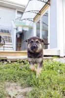 Ranger, a male German Shepherd Dog for sale in Glen Burnie, MD – 5 of 5