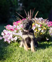 Sable, a male German Shepherd Dog for sale in Glen Burnie, MD – 1 of 8