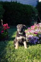 Roxy, a male German Shepherd Dog for sale in Glen Burnie, MD – 2 of 8