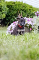 Mario, a male German Shepherd Dog for sale in Glen Burnie, MD – 5 of 6