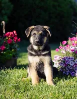 Conan, a male German Shepherd Dog for sale in Glen Burnie, MD – 1 of 7