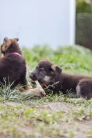 Amber, a female German Shepherd Dog for sale in Glen Burnie, MD – 2 of 9