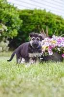 Duke, a male German Shepherd Dog for sale in Glen Burnie, MD – 3 of 7