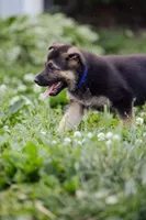 Duke, a male German Shepherd Dog for sale in Glen Burnie, MD – 4 of 7