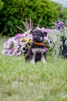Amber, a female German Shepherd Dog for sale in Glen Burnie, MD – 6 of 9