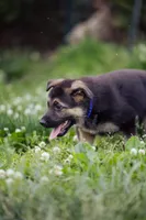 Duke, a male German Shepherd Dog for sale in Glen Burnie, MD – 5 of 7
