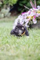 Sable, a male German Shepherd Dog for sale in Glen Burnie, MD – 5 of 8